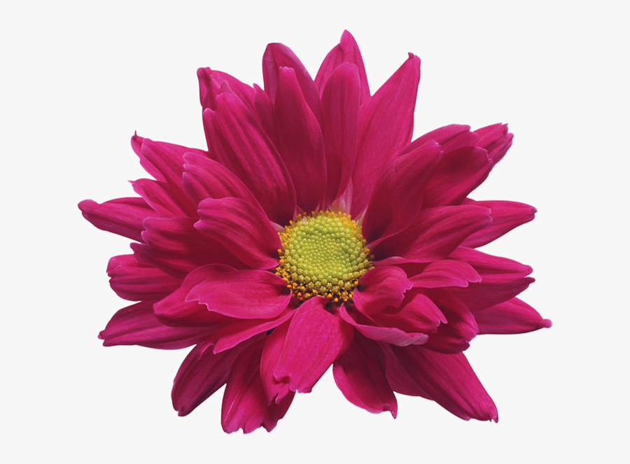 Flower Transparent Chrysanthemum - Chrysanthemum Red Transparent Background, Transparent Clipart