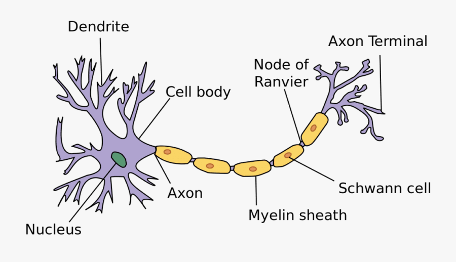 Nervous Tissue, Transparent Clipart