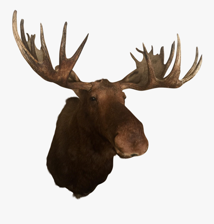 Deer Elk Alaska Moose Antler Trophy Hunting - Mounted Moose Head Png, Transparent Clipart