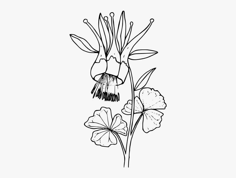 Western Columbine - Drawing, Transparent Clipart