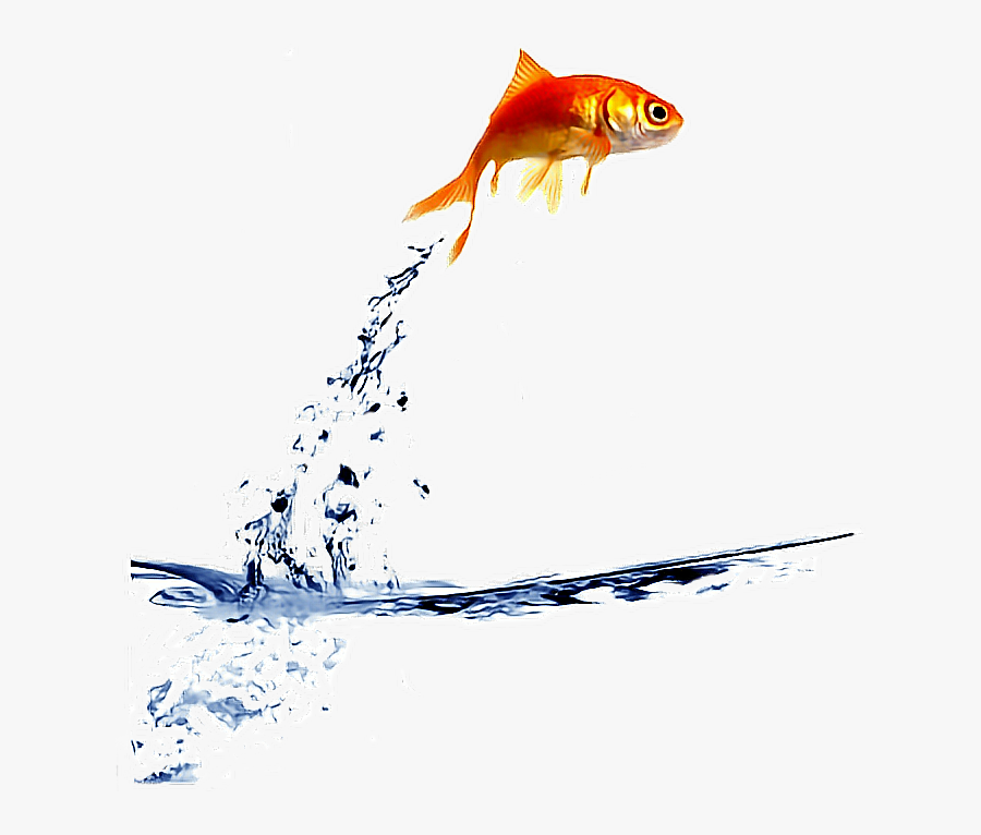 Transparent Goldfish Clipart - Fish Jumping Out Of Water Png, Transparent Clipart