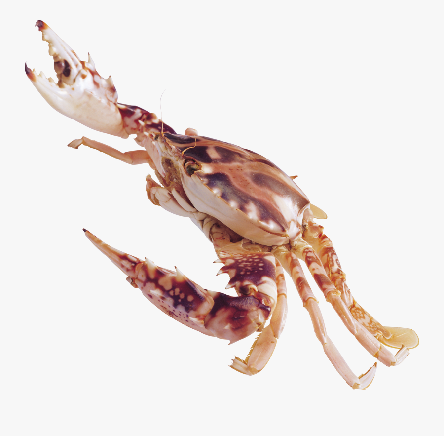 Crab Png - Crustaceans Png, Transparent Clipart
