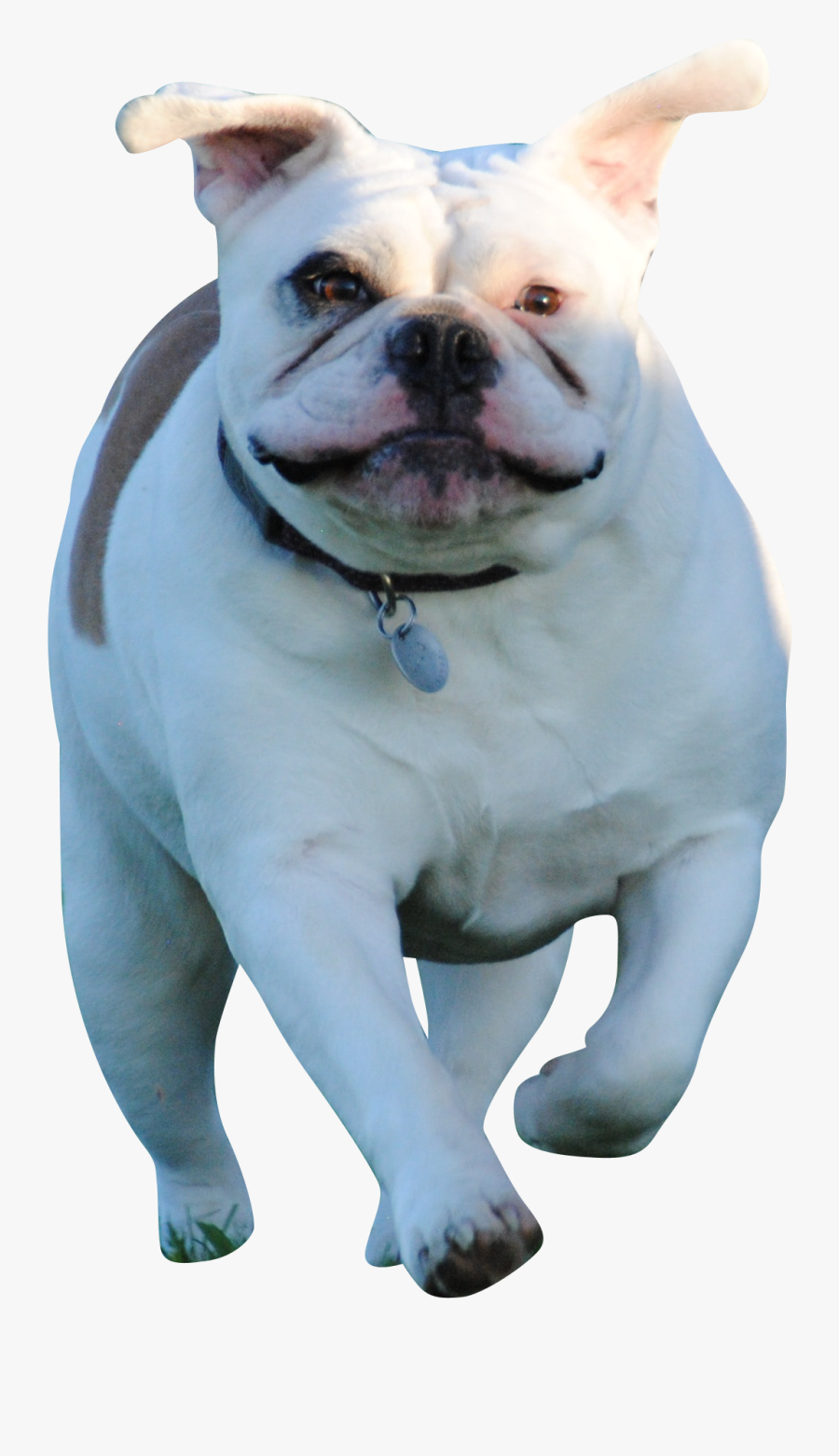 Running White Bull Dog - Toy Bulldog, Transparent Clipart