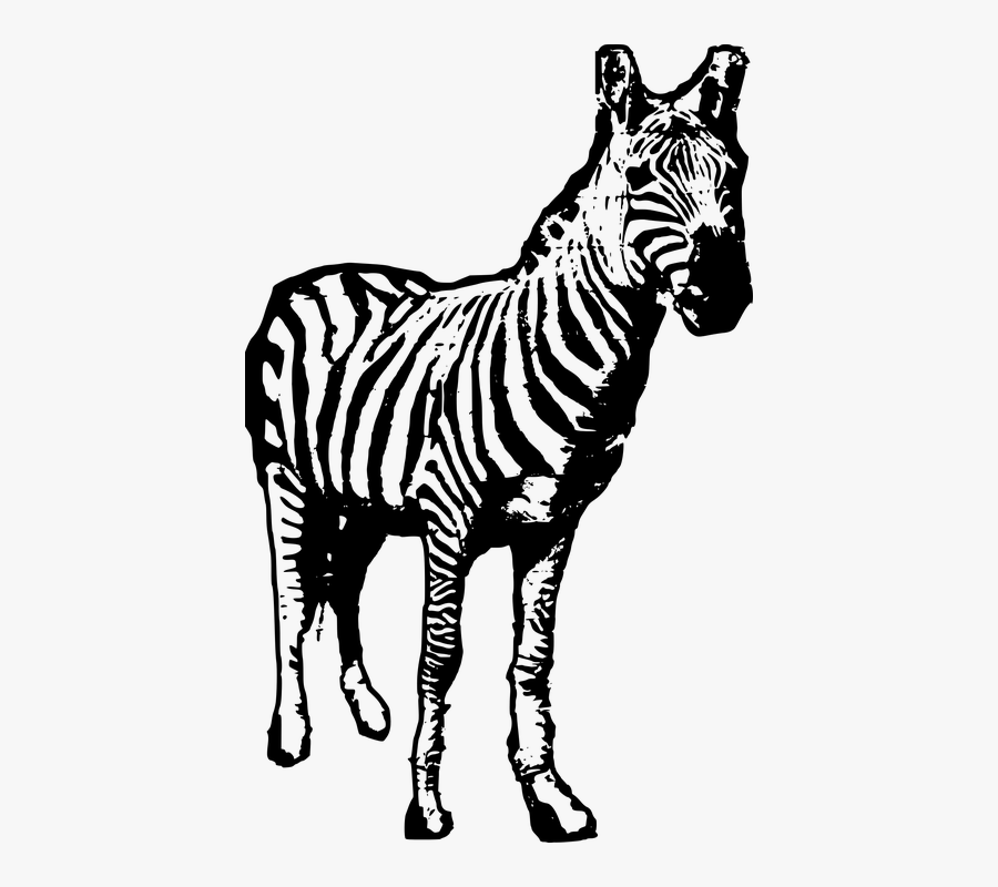 Transparent Zebra Clipart Black And White - ציור זברה שחור לבן, Transparent Clipart