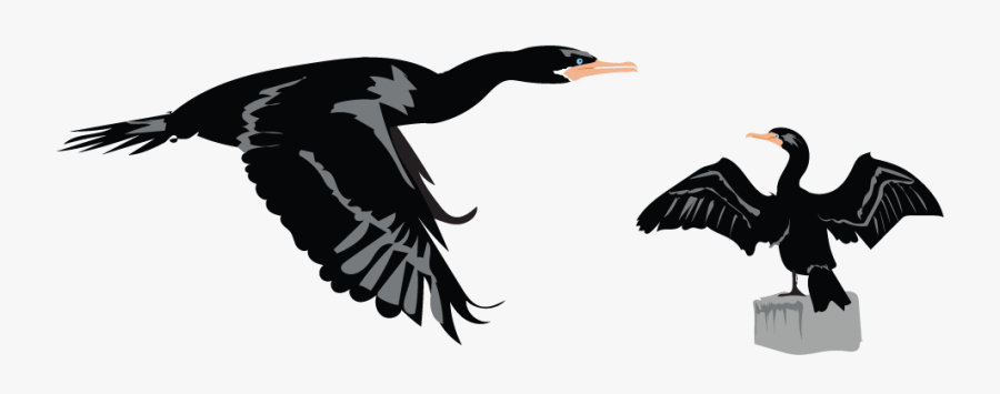 Download Cormorant Png Clipart 159 - Cormorant Png, Transparent Clipart