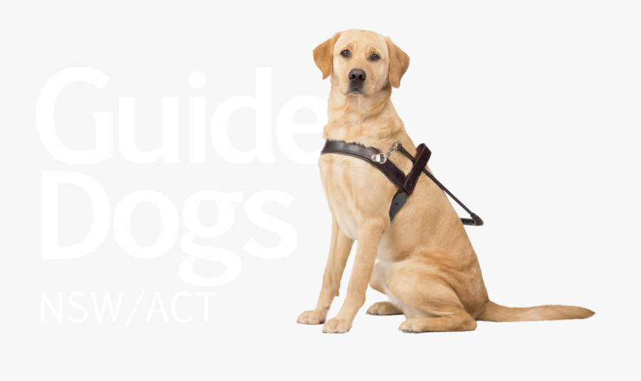 Guide Dogs Victoria Puppy The Guide Dogs For The Blind - Guide Dogs Australia Logo, Transparent Clipart