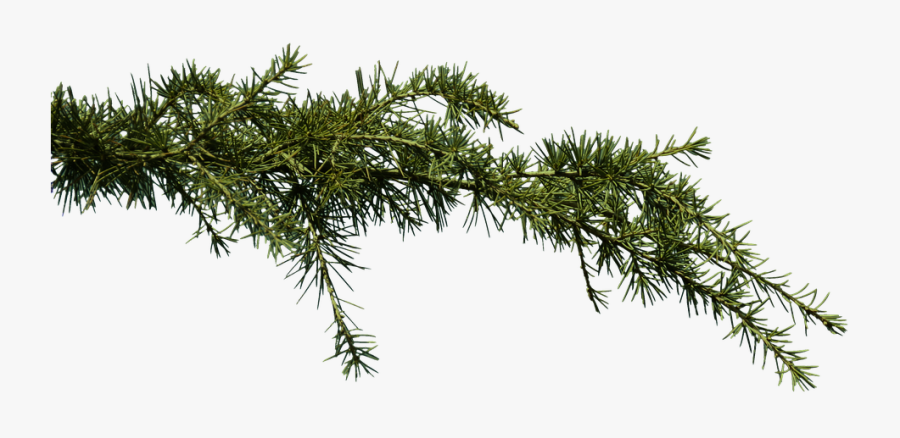 Pine Branches Png - Pine Tree Branches Png, Transparent Clipart
