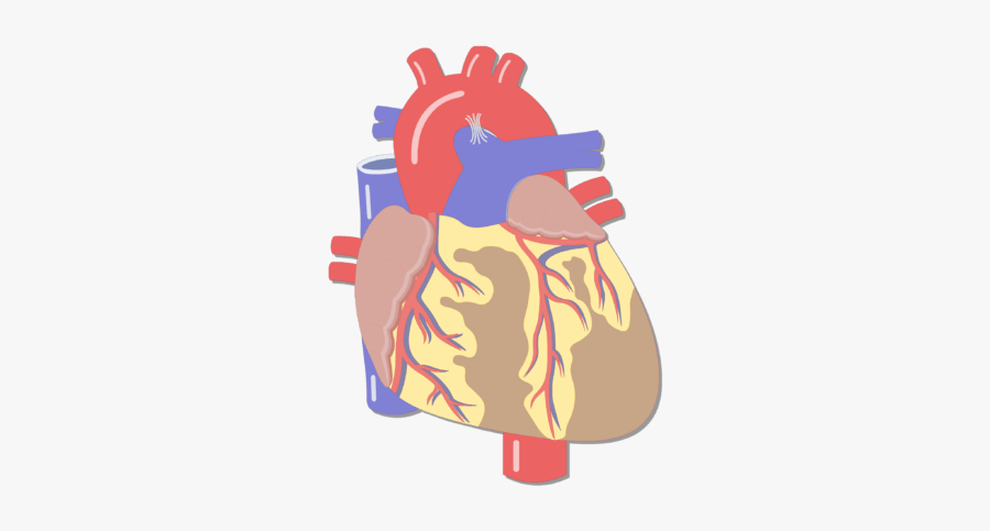 Unlabelled Image Of The Anterior Veiw Of The Major - Heart Anatomy And Physiology, Transparent Clipart