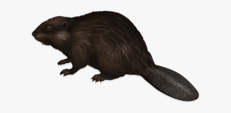 Beaver Png Images Hd - Beaver Png, Transparent Clipart