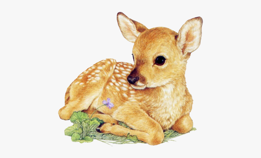 Red Infant Transprent Whitetailed - Baby White Tailed Deer Drawing, Transparent Clipart