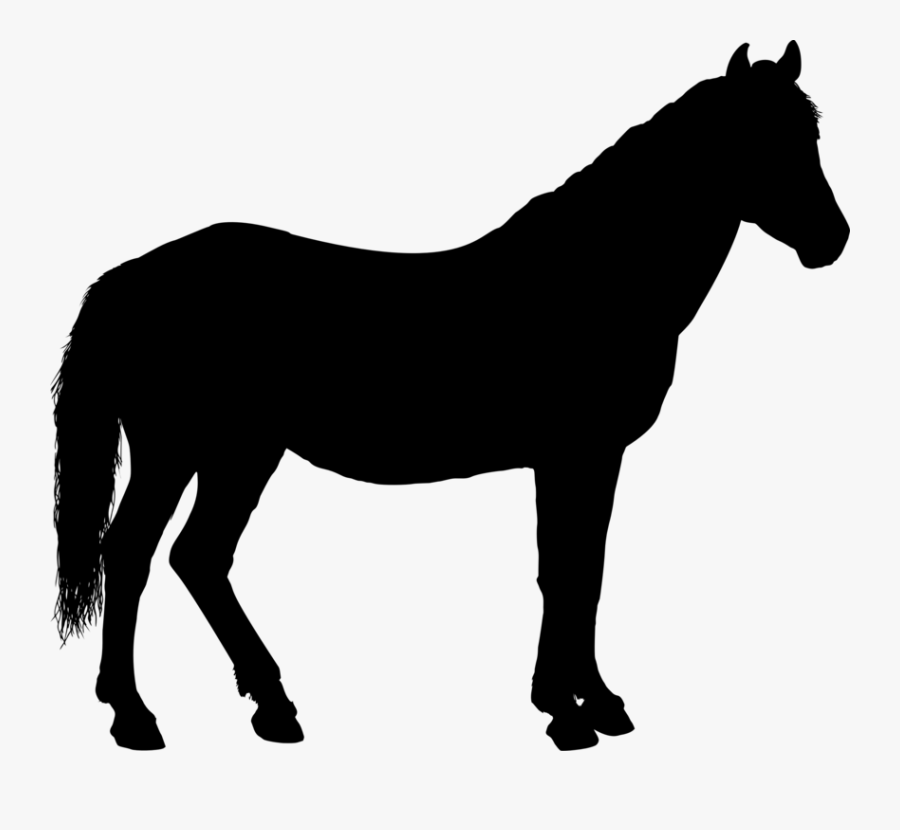 Pony,livestock,horse Tack - Clip Art Horse Silhouette, Transparent Clipart