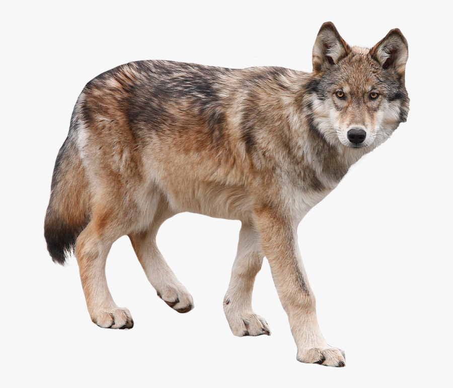 Dog Yukon Wolf Arctic Wolf - Wolf Png Transparent , Free Transparent ...