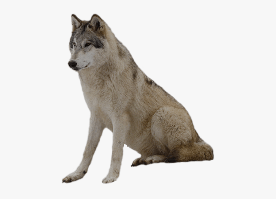 Wolf Png Clipart Png - Wolf Transparent Background, Transparent Clipart