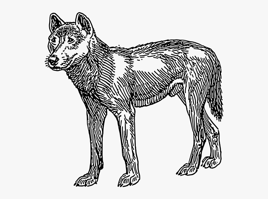 Dingo Vector Image - First Dogs Looked Like, Transparent Clipart