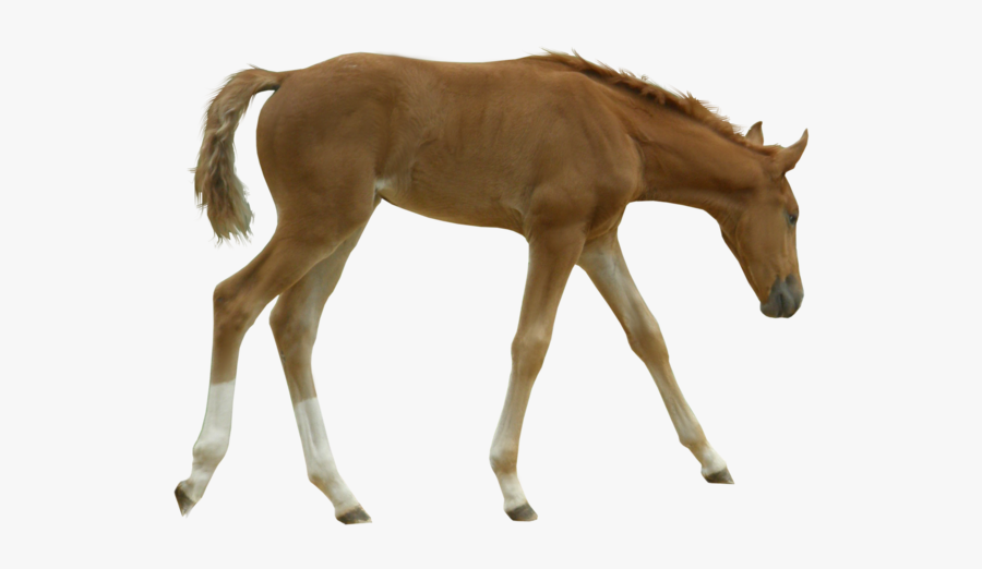 Colt Horse Transparent Background, Transparent Clipart