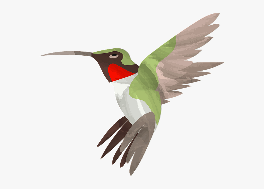 Ruby-throated Hummingbird, Transparent Clipart
