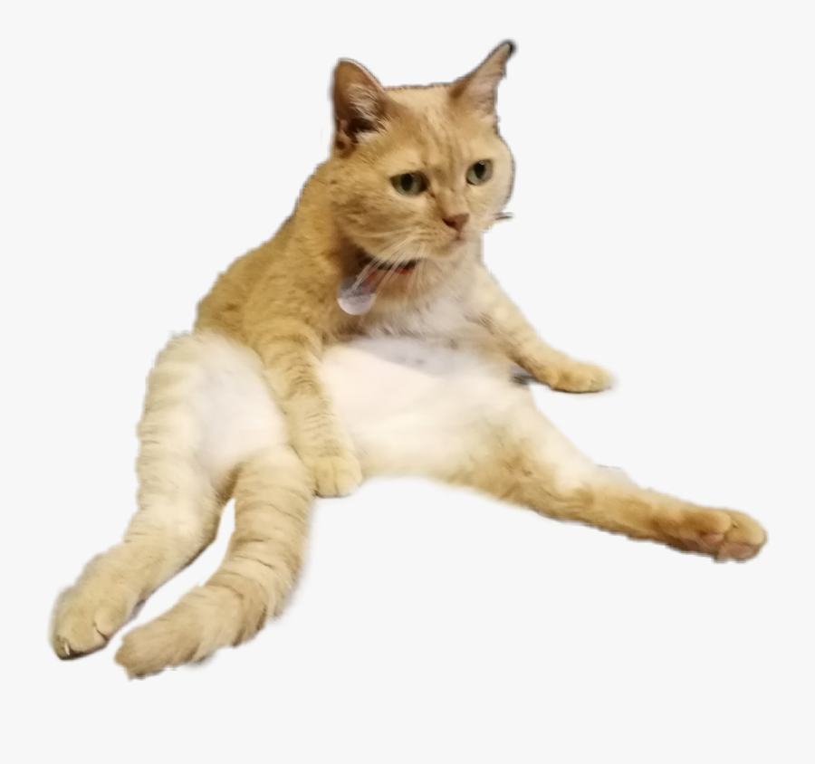 #cat #gatto #kitty #pussycat #lazy #cute #gattino #micio - Pussy Cat Png, Transparent Clipart