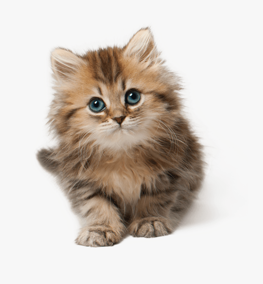 Kitten Png, Transparent Clipart