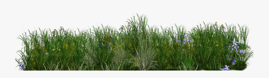 Sweet Grass, Transparent Clipart