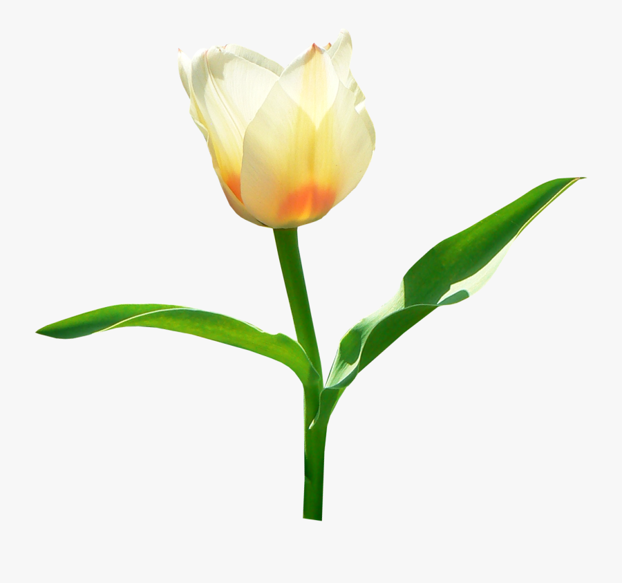 Tulip Transparent Background, Transparent Clipart