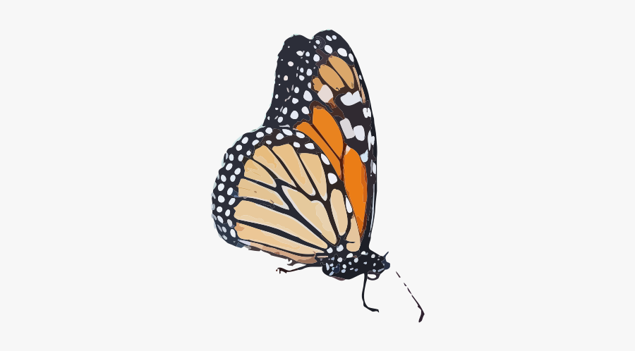 Butterfly Drawing Transparent Background, Transparent Clipart