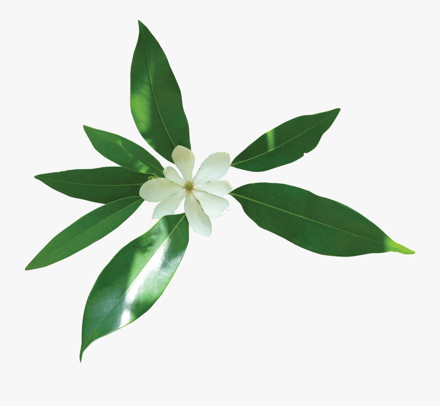 Transparent Magnolia Tree , Png Download - Portable Network Graphics, Transparent Clipart