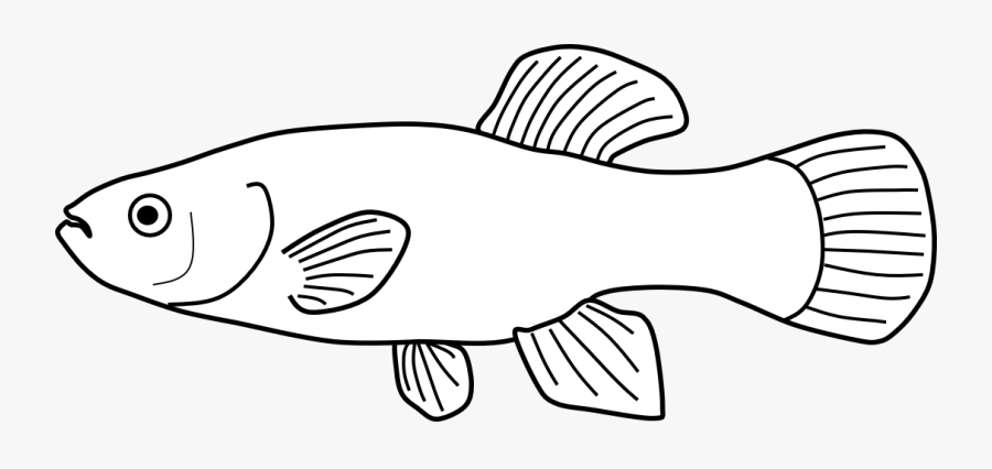 Mummichog Fish Cartoon - Illustration, Transparent Clipart