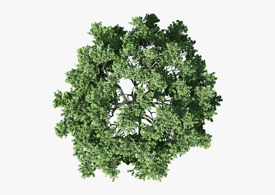Garden Vector Top View - Tree Architecture Plan Png, Transparent Clipart