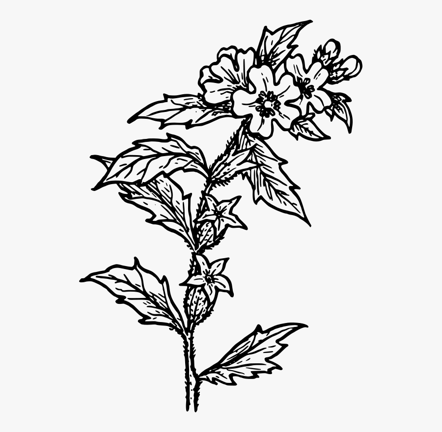 Henbane Clip Art - Black And White Herbs Png, Transparent Clipart