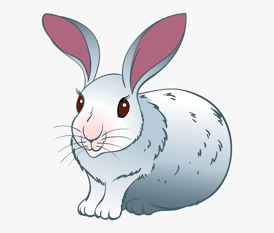 Domestic Rabbit, Transparent Clipart