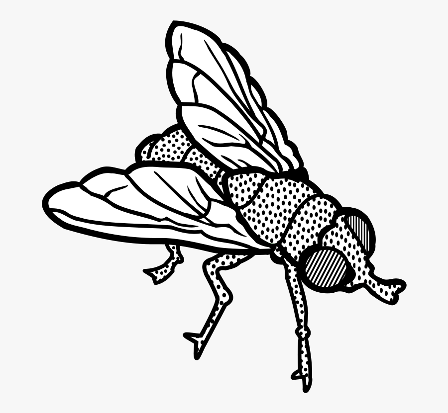Fly Drawing Makkhi - House Fly Clipart Black And White, Transparent Clipart