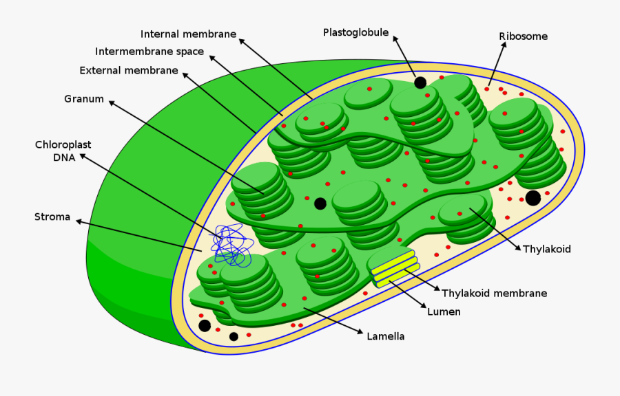 Collection Of Free Chloroplast Drawing Diagram Download - Dna In Chloroplast, Transparent Clipart