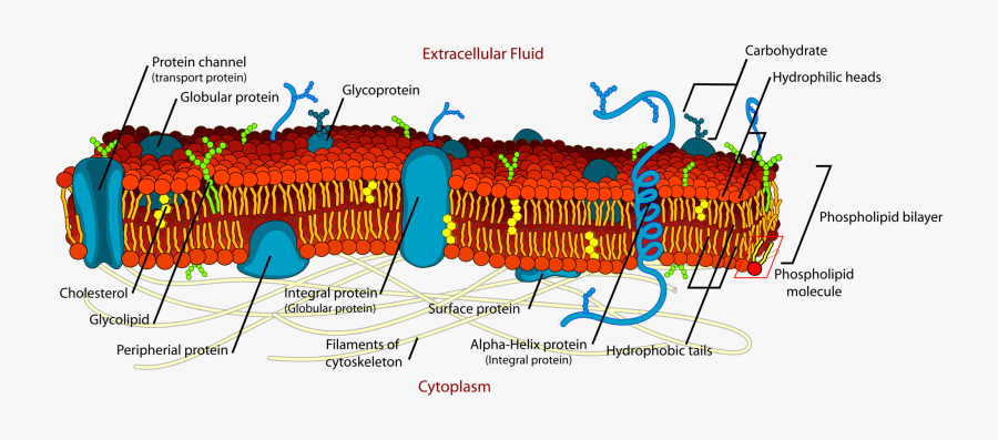 Cell Membrane Structure, Transparent Clipart