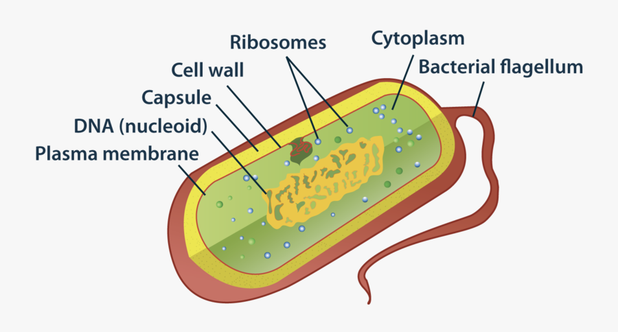 Introduction To Cells Ck - Prokaryote Bacteria Cell, Transparent Clipart