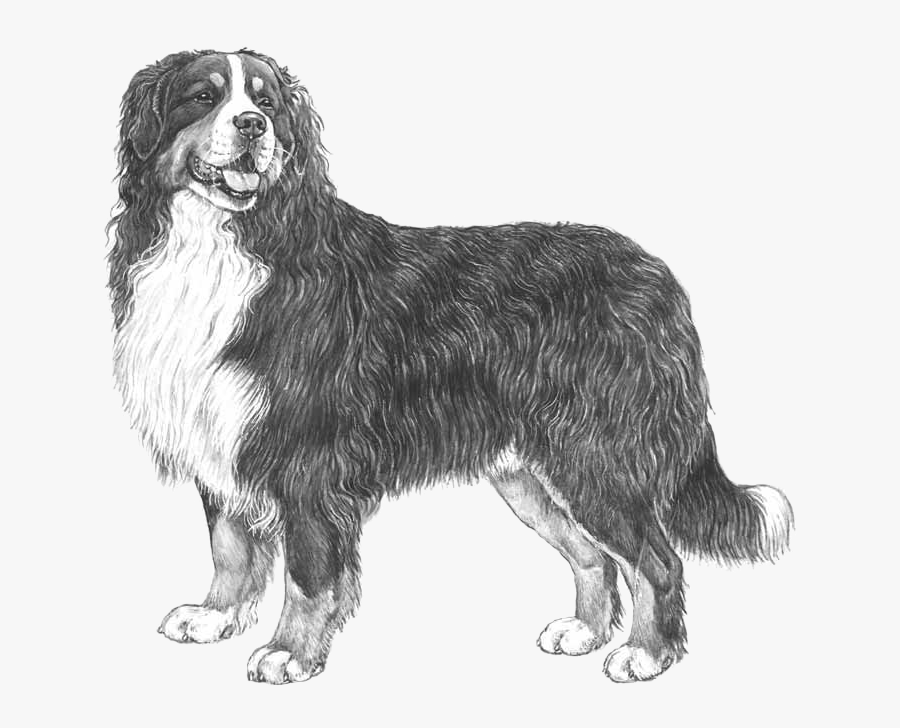 Transparent Scottie Clipart - Bernese Mountain Dogs Black And White Clipart, Transparent Clipart