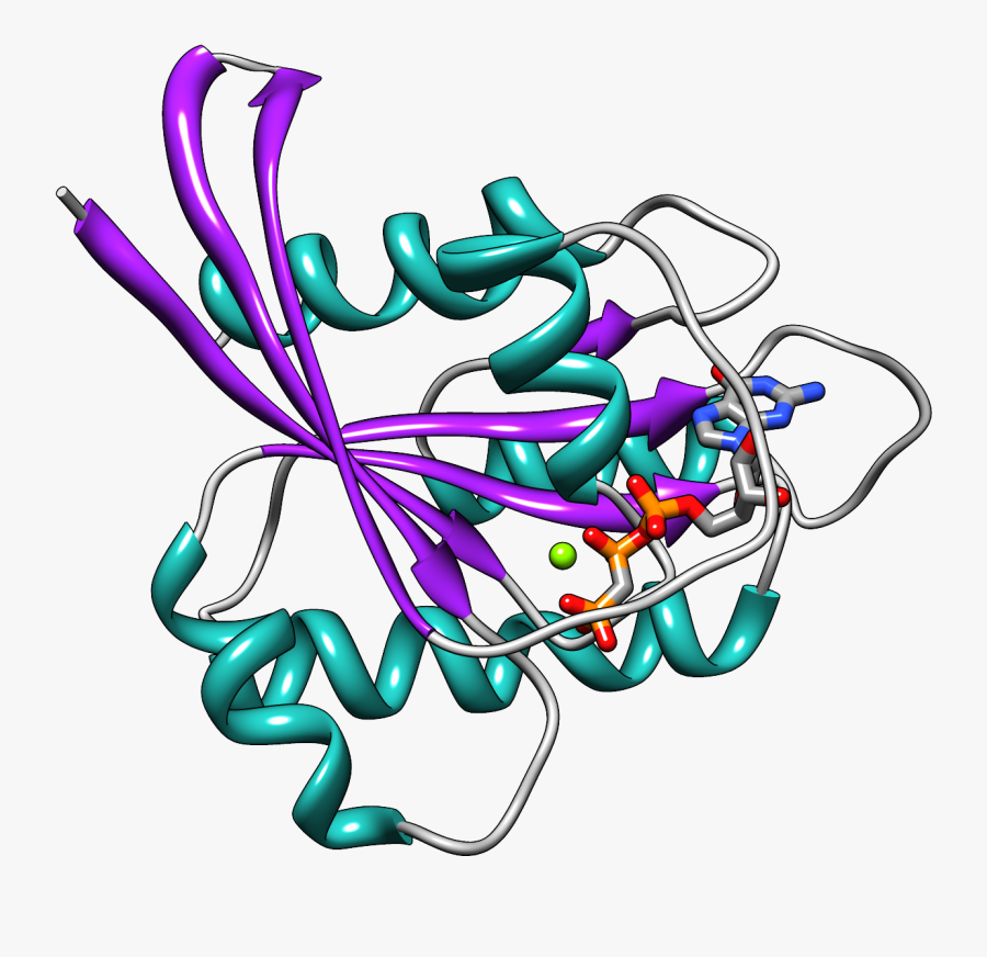 New Therapeutic Target For Cancer - Ras Gtpase, Transparent Clipart