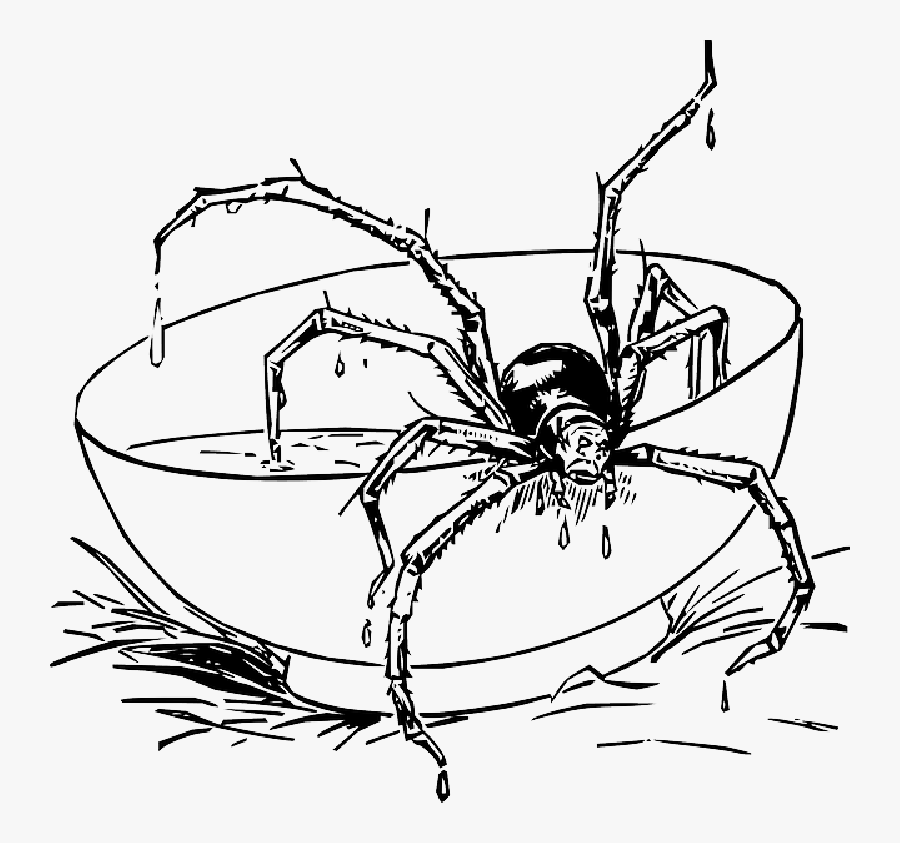 Under The Spider Web Tree Image - Coloring Pages Spider, Transparent Clipart