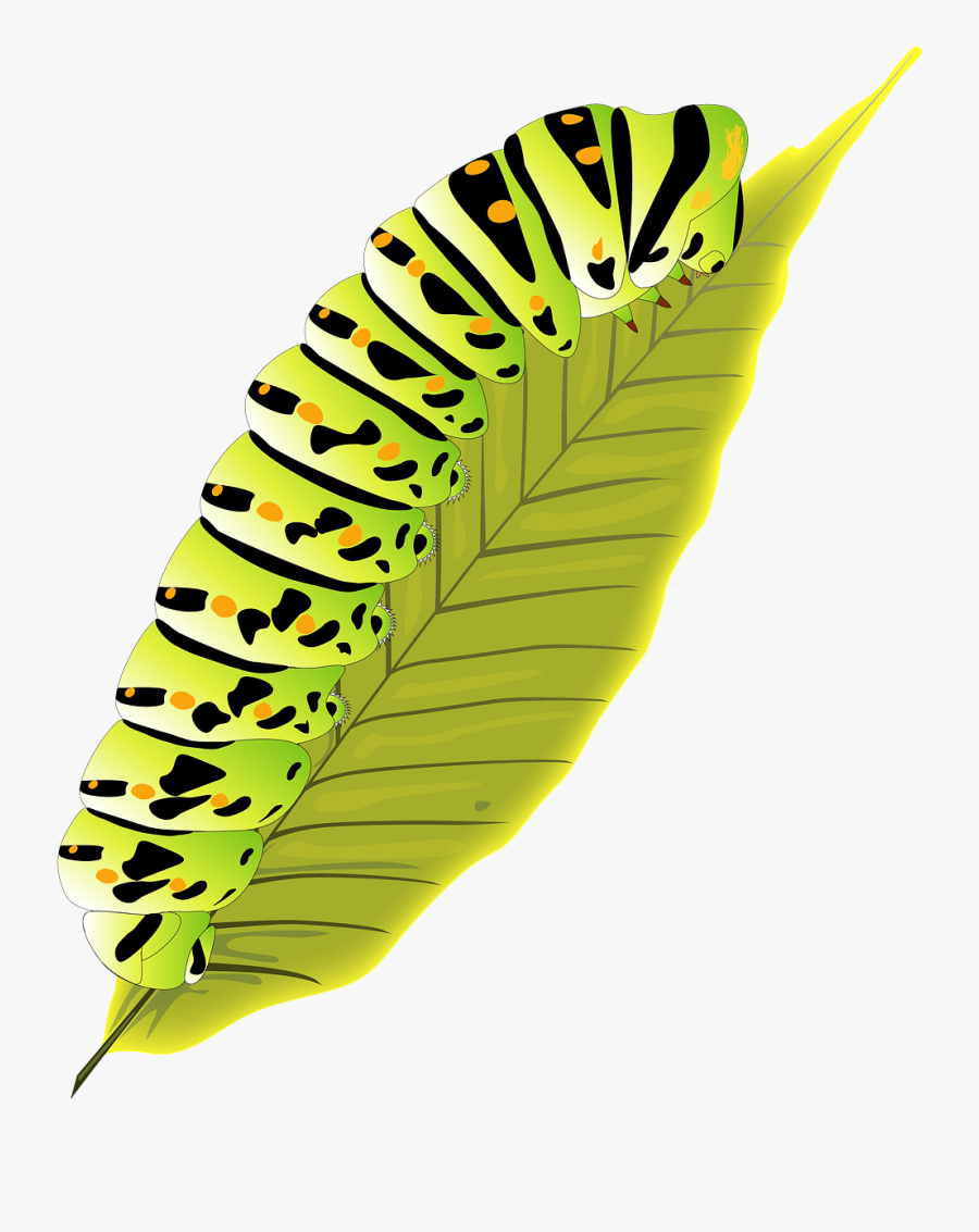 Larva Color, Transparent Clipart