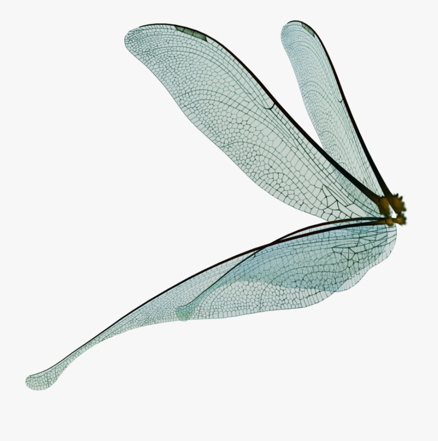 Unrestricted Fairy Render By - Fairy Wings Side View Png, Transparent Clipart