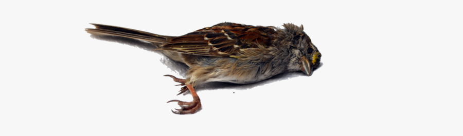 Dead Bird Png - Dead Bird No Background, Transparent Clipart