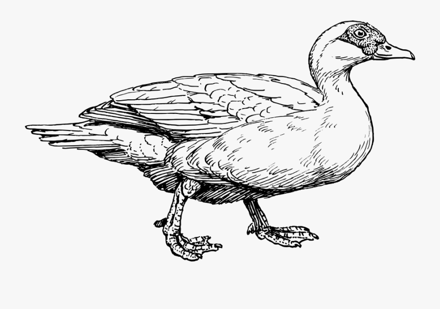 Muscovy Duck Svg Clip Arts - Muscovy Duck Clipart, Transparent Clipart