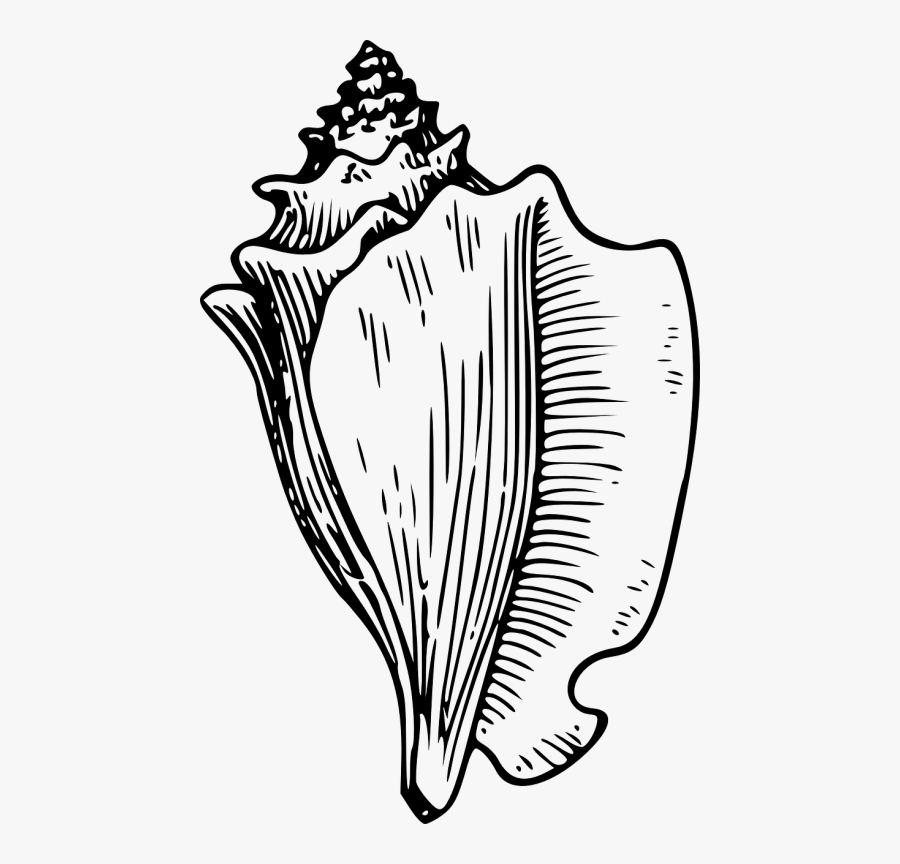Conch Shell Sound - Conch Clipart, Transparent Clipart