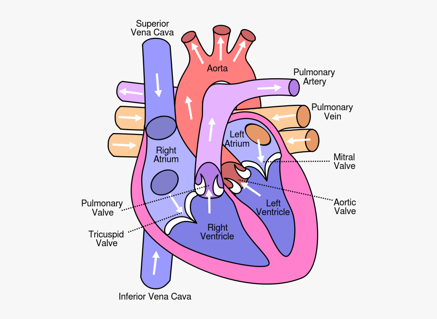 Heart Diagram Blood Flow Quiz - Diagram Of The Heart, Transparent Clipart