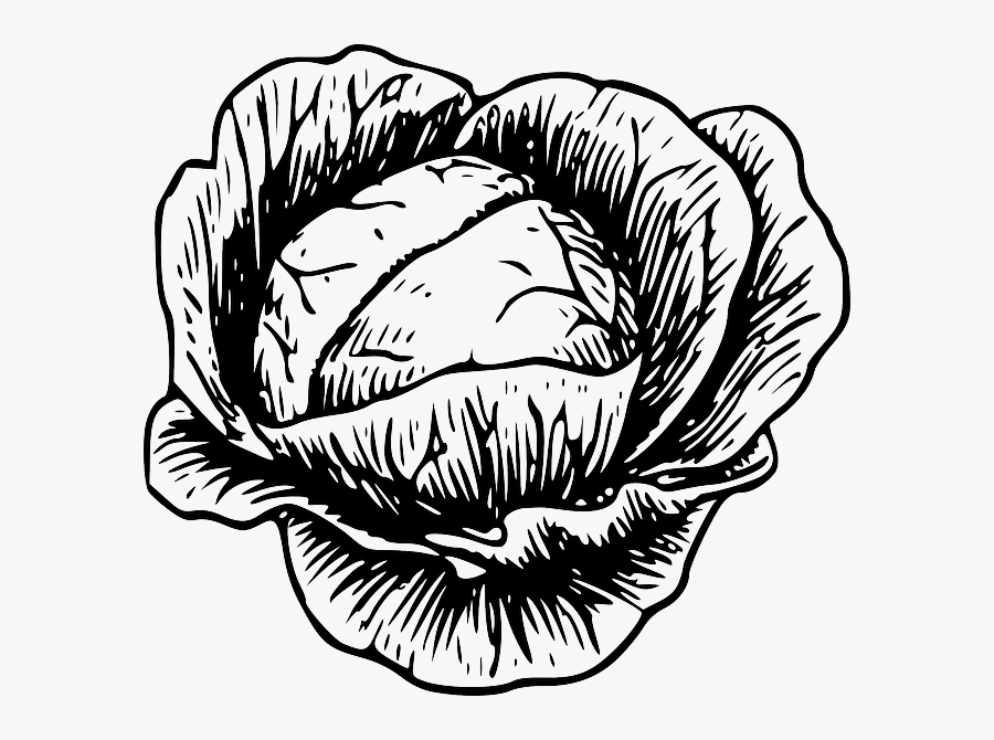 Grocery Clipart Black And White - Clip Art Of Cabbage, Transparent Clipart