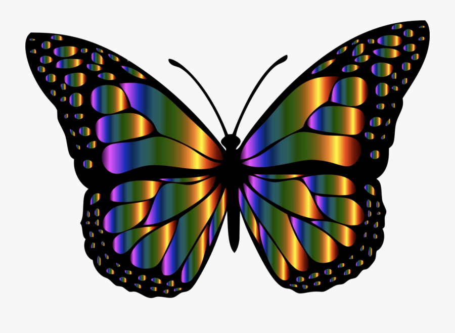 Butterfly,cynthia Subgenus,symmetry - Rainbow Butterfly Clipart, Transparent Clipart