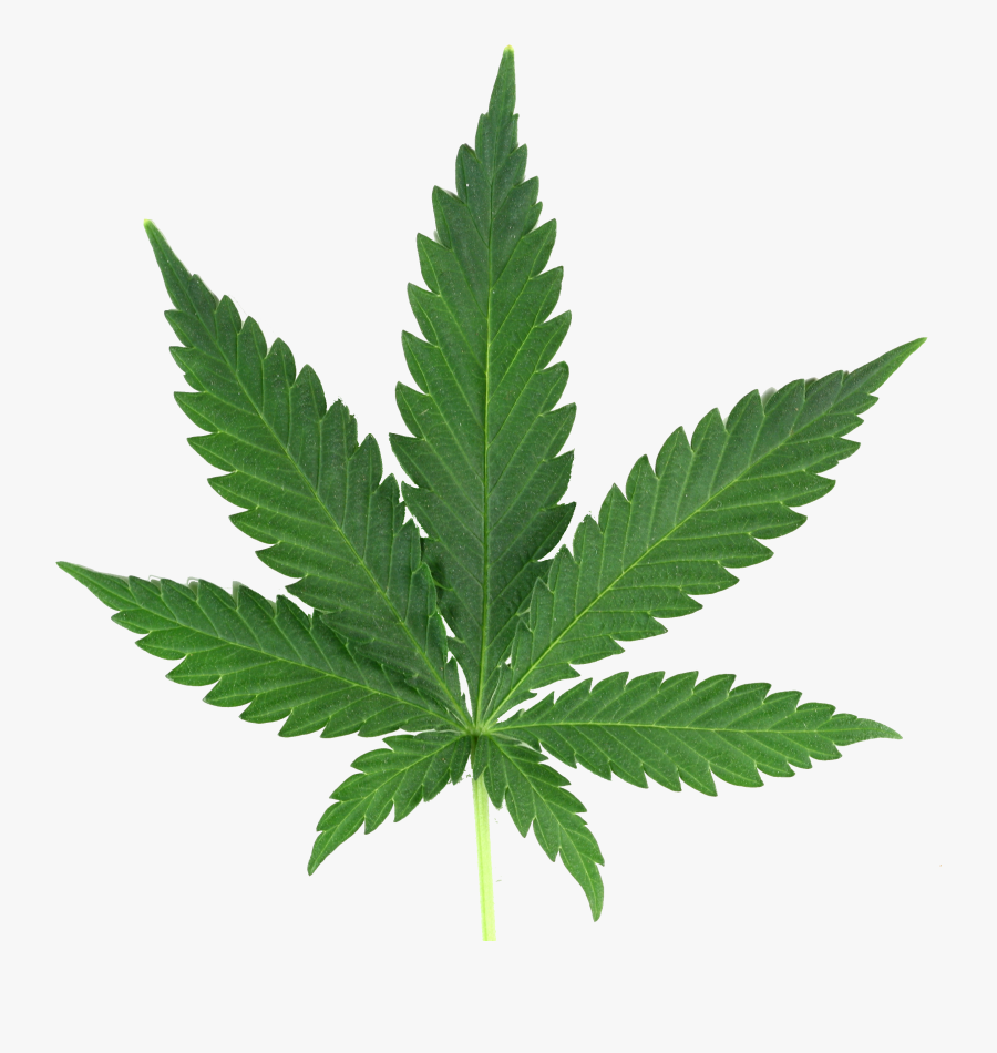 Thug Life Weed Png - Marijuana Leaf, Transparent Clipart