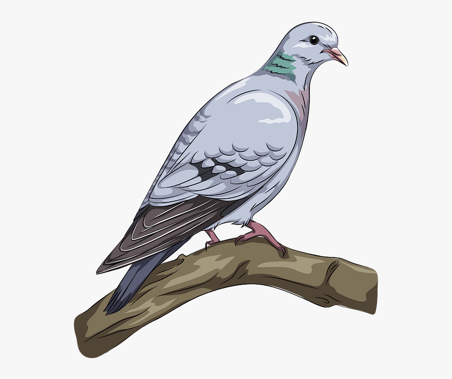 Stock Dove, Transparent Clipart
