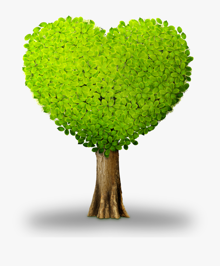 Plant Tree Heart - Heart Shaped Tree Clipart, Transparent Clipart