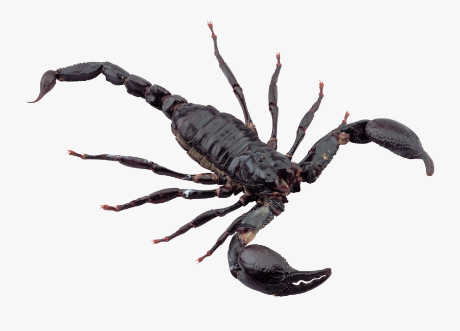 Scorpion Png Image - Scorpion Transparent, Transparent Clipart