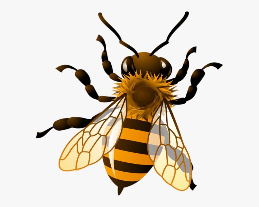 Download Bee Png Clipart Png Honey Bee Svg Free Free Transparent Clipart Clipartkey